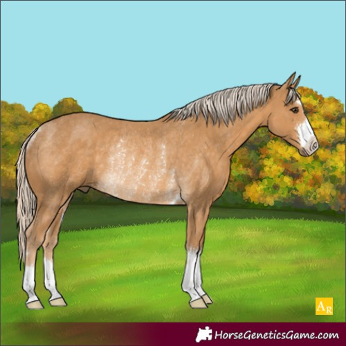 Horse Color:Palomino Rabicano 