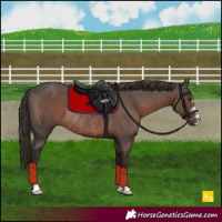Horse Color:Liver Chestnut Rabicano 