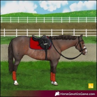Horse Color:Liver Chestnut Rabicano 