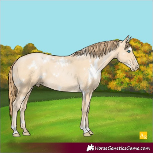 Horse Color:White Spotted Buckskin Pearl 
