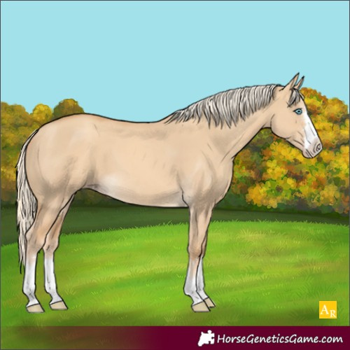 Horse Color:Gold Cream Champagne Dun 