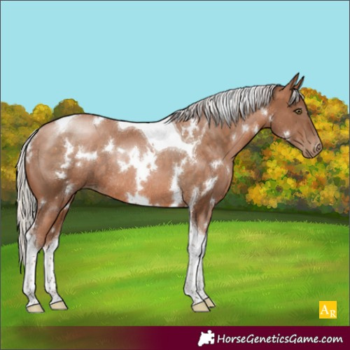 Horse Color:White Spotted Silver Brown Pearl Tobiano Rabicano 