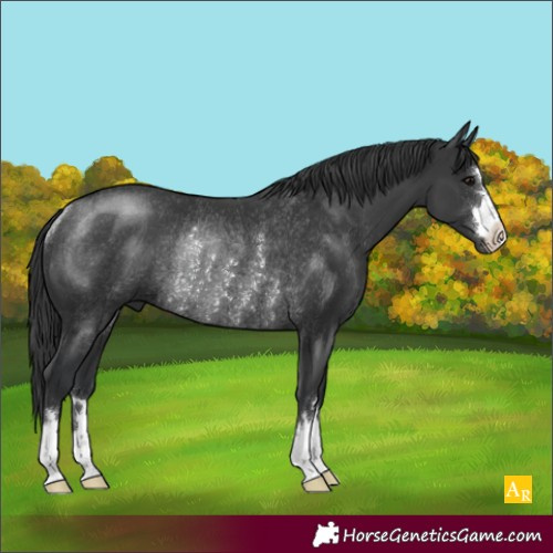 Horse Color:Black Rabicano