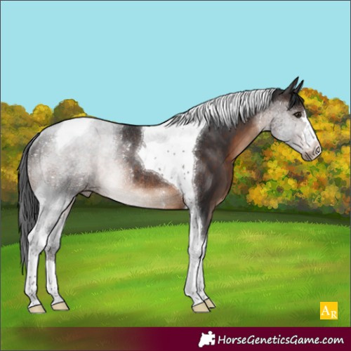 Horse Color:Brown Tobiano Rabicano