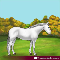 Horse Color:Liver Chestnut Frame 