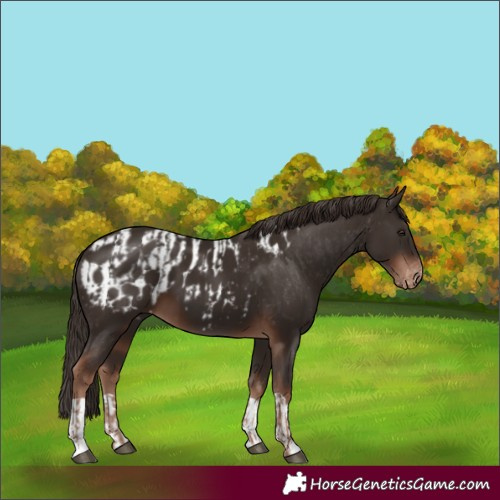 Horse Color:Liver Chestnut and Liver Chestnut Appaloosa