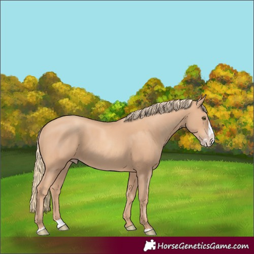 Horse Color:Gold Champagne Splash 