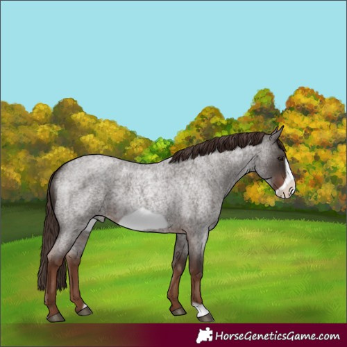 Horse Color:Liver Red Roan Frame 