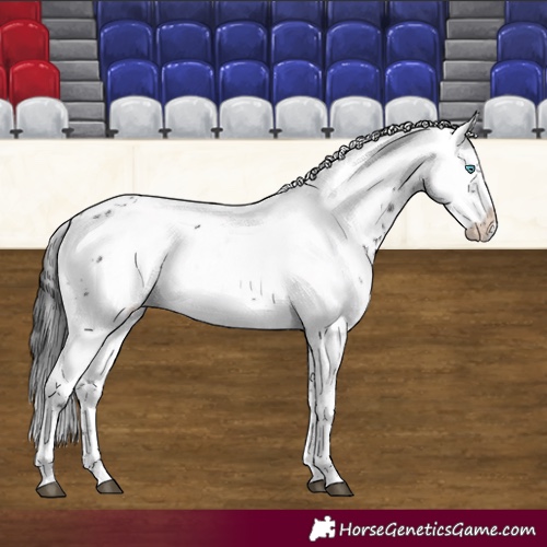 Horse Color:Liver Chestnut Frame 