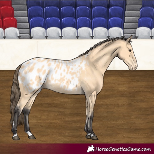 Horse Color:Buckskin Appaloosa 