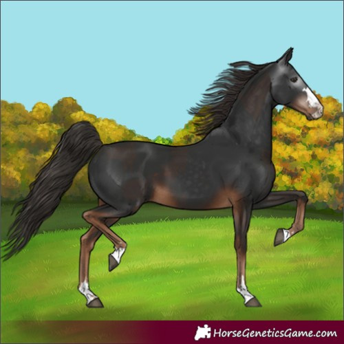 Horse Color:Liver Chestnut and Gray Liver Chestnut