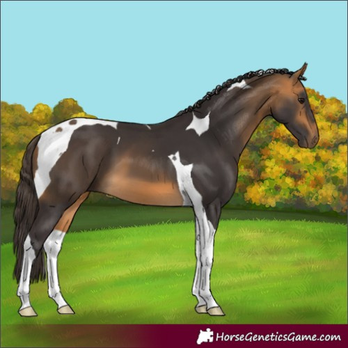 Horse Color:Buckskin Tobiano