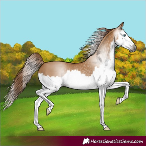 Horse Color:Gray Red Dun Splash 