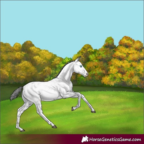 Horse Color:Black Frame 