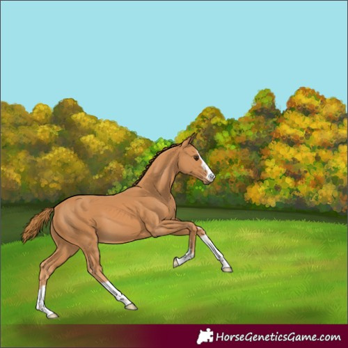 Horse Color:Chestnut 