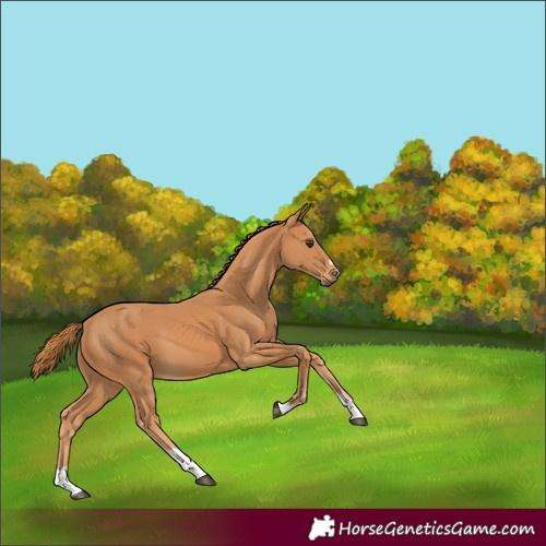 Horse Color:Chestnut 