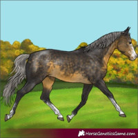Horse Color:Silver Buckskin Sabino Rabicano