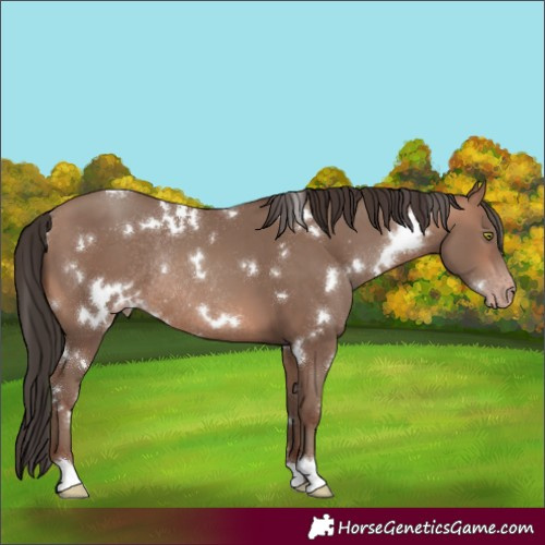 Horse Color:White Spotted Sable Champagne Rabicano 