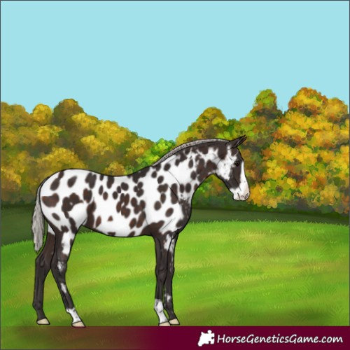 Horse Color:Silver Brown Frame Appaloosa 