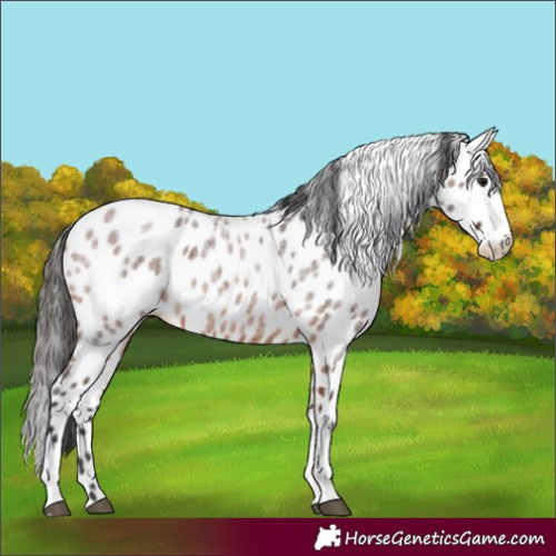 Horse Color:Bay Roan Sabino Appaloosa