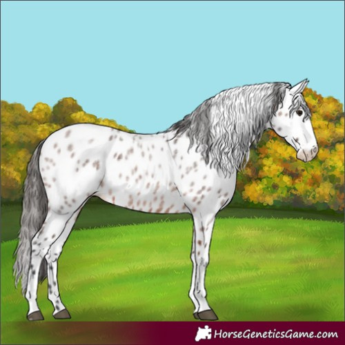 Horse Color:Bay Roan Sabino Leopard 