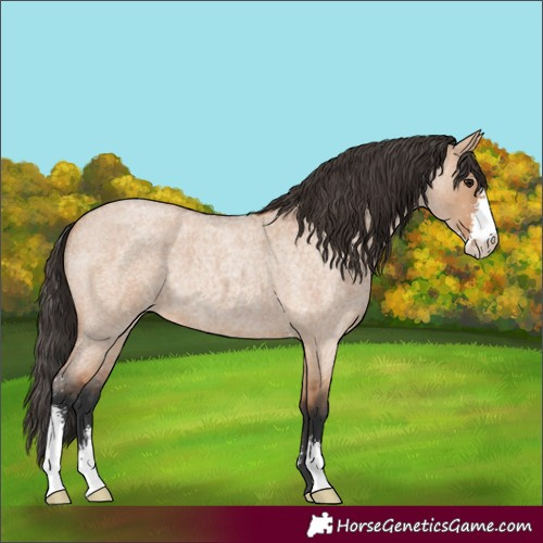 Horse Color:Bay Roan Dun Sabino