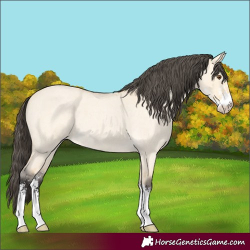 Horse Color:Buckskin Roan Dun Sabino