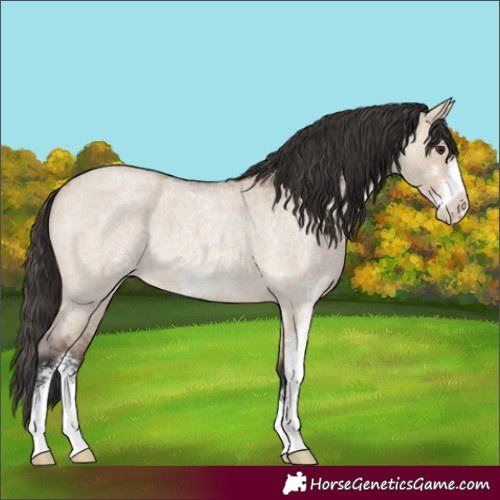 Horse Color:Bay Roan Dun Sabino