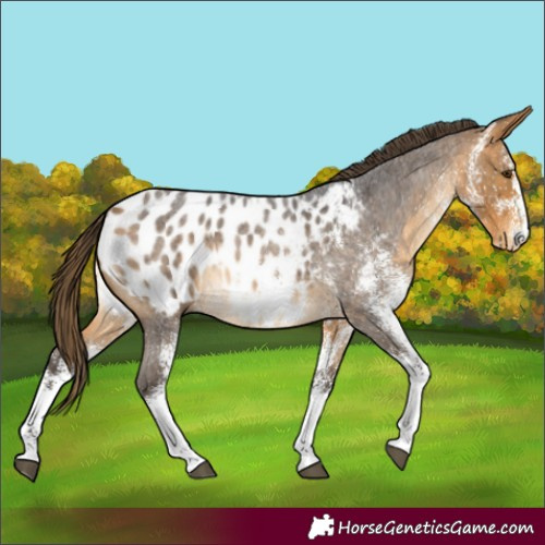 Horse Color:White Spotted Buckskin Roan Blanket Rabicano