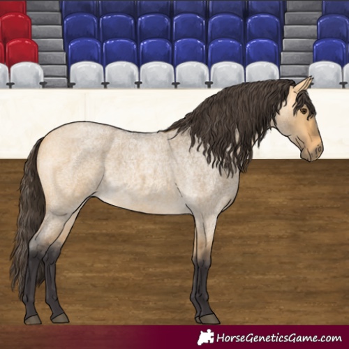 Horse Color:Buckskin Roan Dun