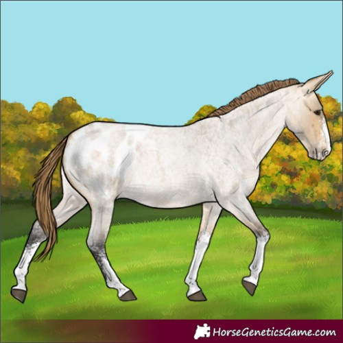 Horse Color:White Spotted Buckskin Roan Dun Appaloosa 