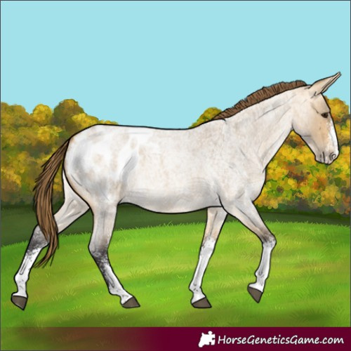 Horse Color:White Spotted Buckskin Roan Dun Appaloosa