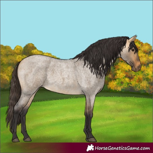 Horse Color:Unknown 