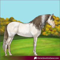Horse Color:White Spotted Buckskin Roan Pearl Dun 