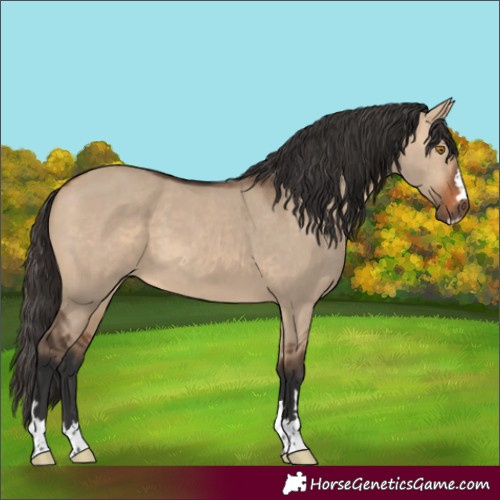 Horse Color:Bay Dun 