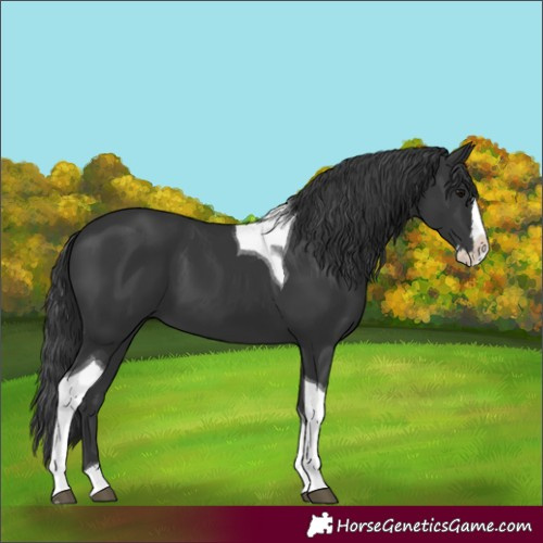 Horse Color:Unknown 