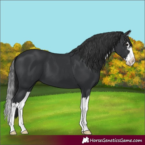 Horse Color:Black Sabino Splash