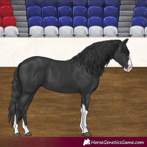 Horse Color:Unknown 