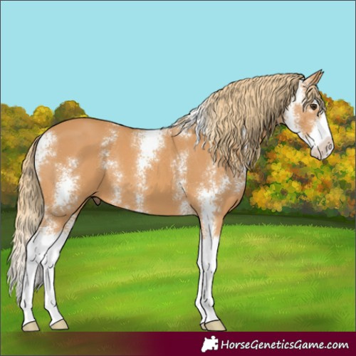 Horse Color:Chestnut Sabino Splash