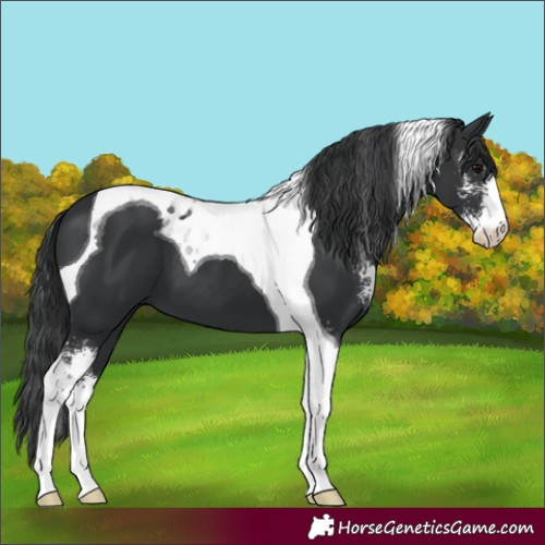 Horse Color:Black Sabino Tobiano 