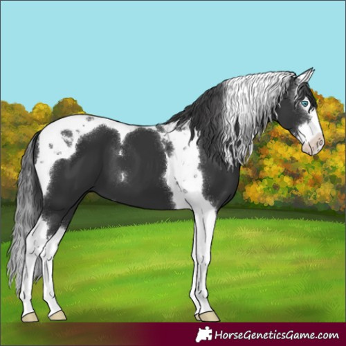 Horse Color:Black Splash Tobiano 