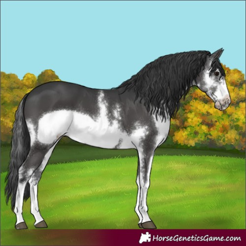 Horse Color:Black Sabino Frame 