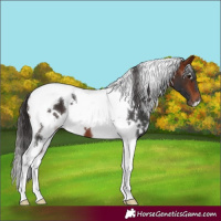 Horse Color:White Spotted Bay Tobiano
