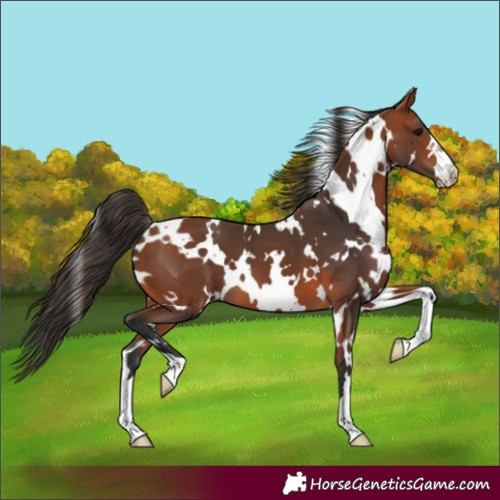 Horse Color:White Spotted Bay