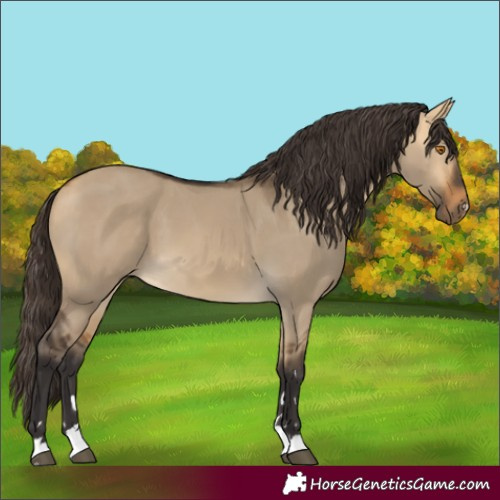 Horse Color:Buckskin Dun