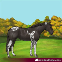 Horse Color:Liver Chestnut and Liver Chestnut Tobiano