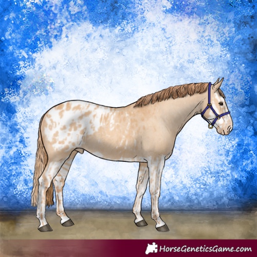 Horse Color:Red Dun Appaloosa  and Red Dun Splash Appaloosa 