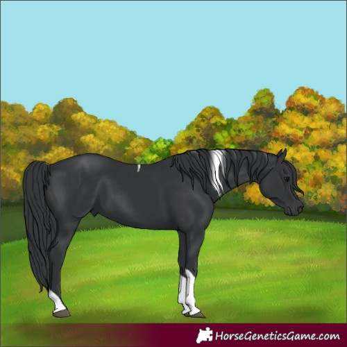 Horse Color:Black Tobiano