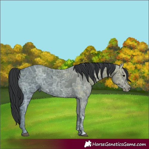 Horse Color:Black Ice 
