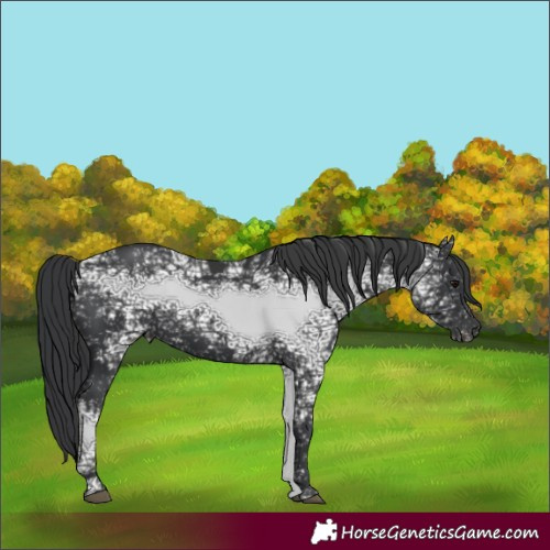 Horse Color:Black Ice 